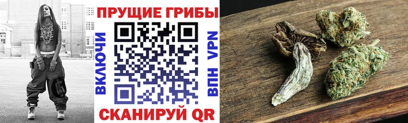 Псилоцибиновые грибы MAGIC MUSHROOMS  Купить закладки  Камбарка 